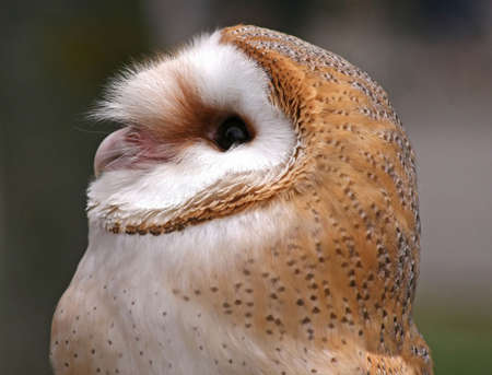 Close up shot of a Barn Owlの写真素材