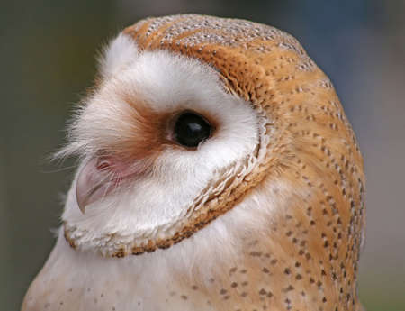 Close up shot of a Barn Owlの写真素材