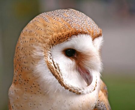 Close up shot of a Barn Owlの写真素材
