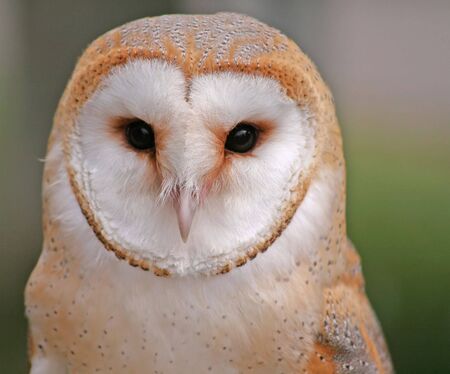 Close up shot of a Barn Owlの写真素材