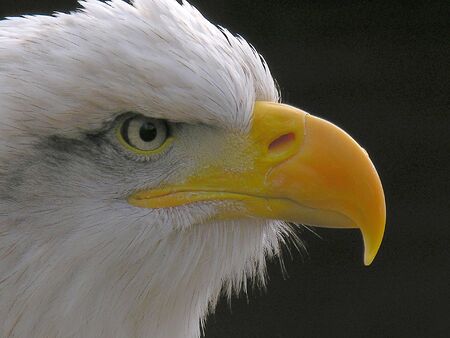 Close up shot of a Bald Eagleの写真素材