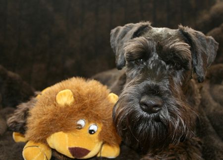 Black Miniature Schnauzer posing with a soft toyの写真素材