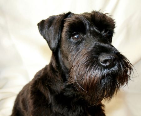Black Miniature Schnauzer head portrait shotの写真素材