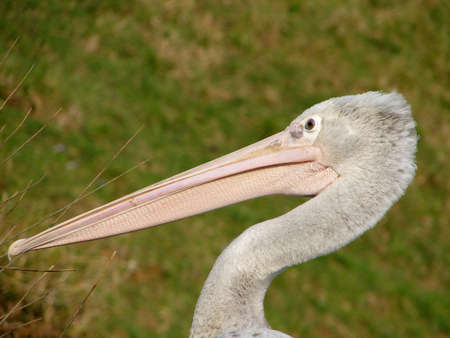 Close up head shot of a pelican in a Safari park                               の写真素材