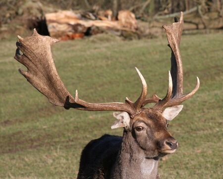 Close up photo of Fallow Deer (dama dama)の写真素材