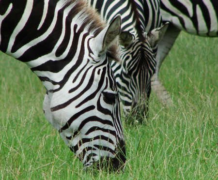 Zebras grasing on grass                               の写真素材