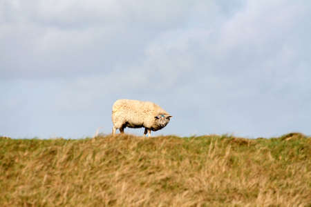 Sheep standing on the skyline looking towards the camera with room for textの写真素材