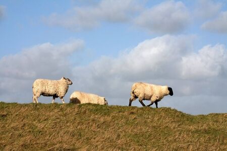 Three Sheep standing on the skyline looking towards the camera with room for textの写真素材