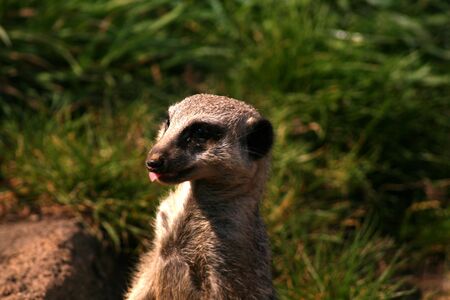 Meercats at a British Safari Parkの写真素材