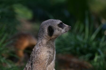 Meercats at a British Safari Parkの写真素材