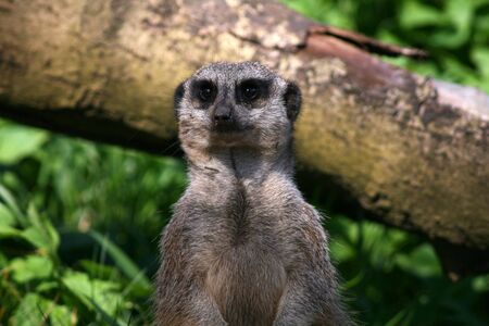 Meercats at a British Safari Parkの写真素材