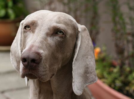 The Weimaraner is a silver-gray breed of dog developed originally in early 19th century for hunting. Early Weimaraners were used by royalty for hunting large game, such as boar, bears, deer, and foxes.The name comes from the Grand Duke of Weimar, Karl Augの写真素材