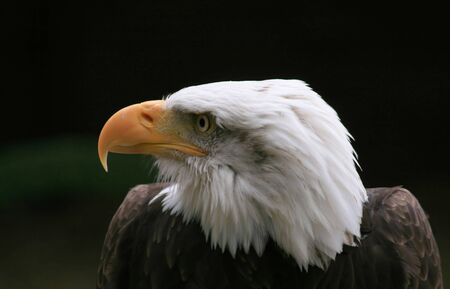 Close up shot of an American Bald Eagleの写真素材
