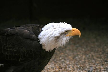 Close up shot of an American Bald Eagleの写真素材