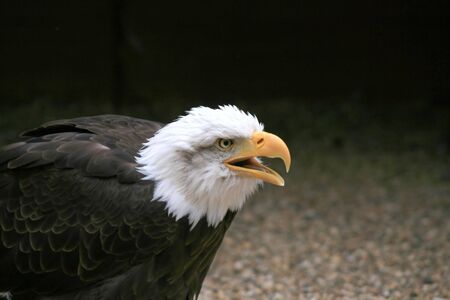 Close up shot of an American Bald Eagleの写真素材