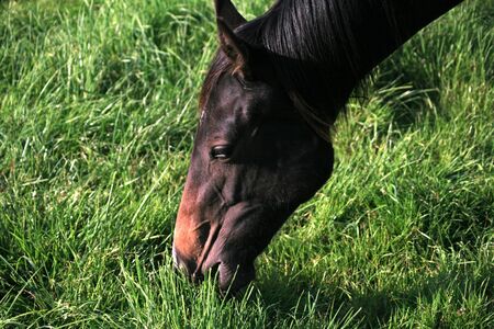 Horse in a Field eating grassの写真素材