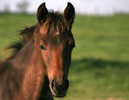 Close up shot of a young Horse in a Fieldの写真素材