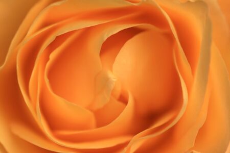 Close up shot of a Yellow Roseの写真素材