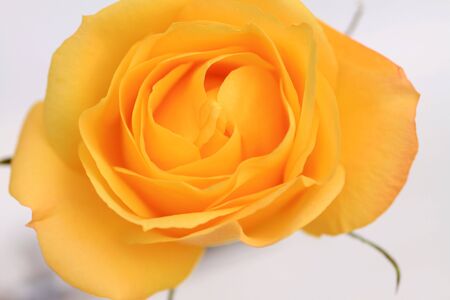 Close up shot of a Yellow Roseの写真素材