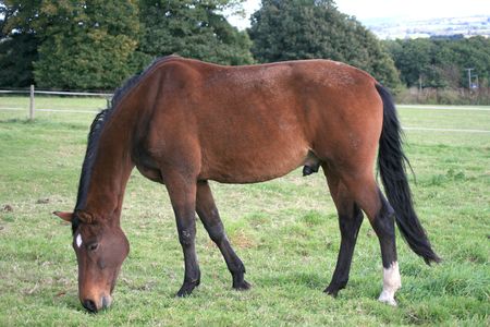 Horse in a Fieldの写真素材