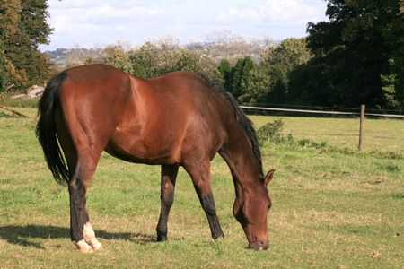 Horse in a Fieldの写真素材
