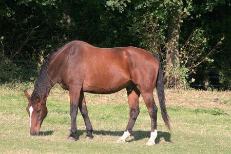 Horse in a Fieldの写真素材