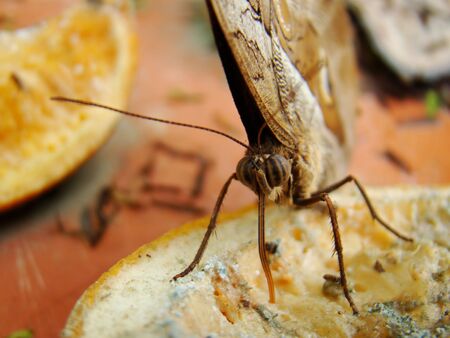 Macro shot of a butterfly eating old piece of fruit                              の写真素材
