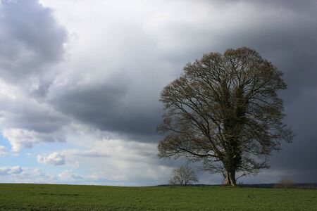 An Oak tree with storm brewing behind with room for textの写真素材