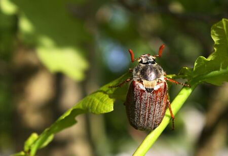 Chafers are beetles ( Coleoptera), and belong to the same family as the scarab or dung beetles The most familiar of our chafers is the Cockchafer or 'Maybug' の写真素材