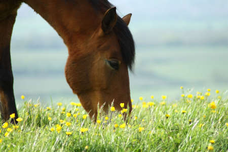 Brown horse in English countrysideの写真素材