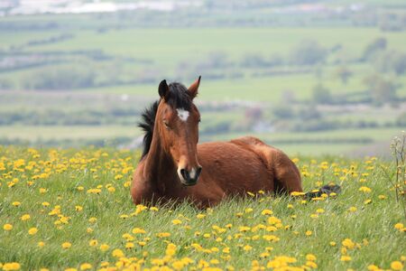Brown horse in English countrysideの写真素材