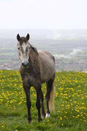 Brown horse in English countrysideの写真素材