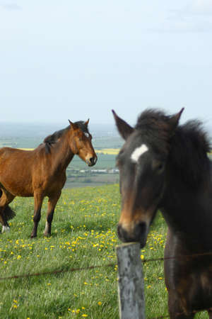 Horses relaxing in the Wiltshire countryside in Englandの写真素材