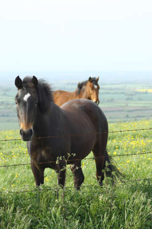 Horses relaxing in the Wiltshire countryside in Englandの写真素材