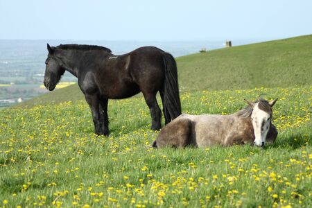 Horses relaxing in the Wiltshire countryside in Englandの写真素材