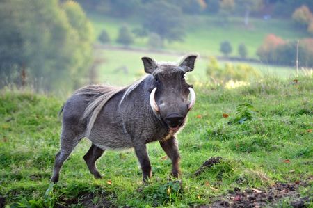 Close up shot of a Wild Boar with large tusksの写真素材