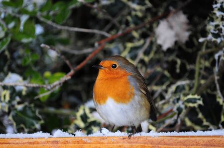RobinThe UK's favourite bird - with its bright red breast it is familar throughout the year and especially at Christmas! Males and females look identical, and young birds have no red breast and are spotted with golden brown. Robins sing nearly all year rの写真素材