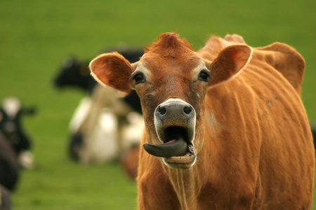 Jersey cattle, breed of dairy cattle native to the island of Jersey in the English Channel. Jerseys, smallest of the dairy breeds, are usually a shade of fawn or cream, although darker shades are common. The lighter colors are attributed to Norman ancestoの写真素材