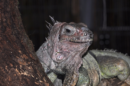 The Green Iguana or Common Iguana (Iguana iguana) is a large, arboreal herbivorous species of lizard of the genus Iguana native to Central, South America, and the Caribbean. The green iguana ranges over a large geographic area, from southern Brazil and Paの写真素材
