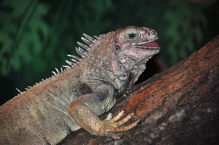 The Green Iguana or Common Iguana (Iguana iguana) is a large, arboreal herbivorous species of lizard of the genus Iguana native to Central, South America, and the Caribbean. The green iguana ranges over a large geographic area, from southern Brazil and Paの写真素材