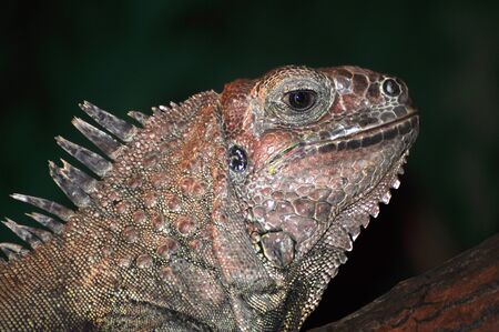 The Green Iguana or Common Iguana (Iguana iguana) is a large, arboreal herbivorous species of lizard of the genus Iguana native to Central, South America, and the Caribbean. The green iguana ranges over a large geographic area, from southern Brazil and Paの写真素材