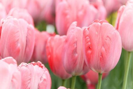 This photo shows rose tulips.