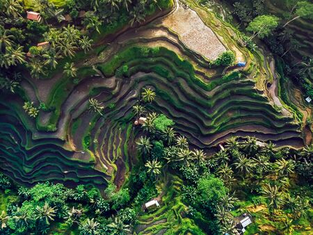 rice fields on the mountain ,the view from the top