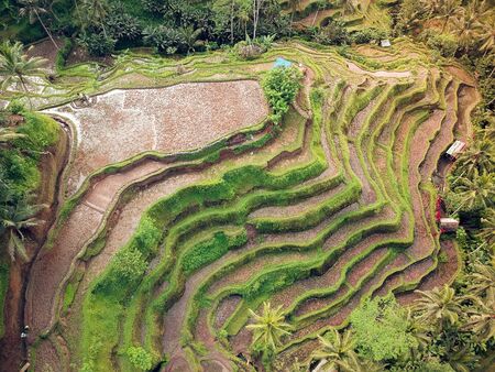 colorful rice fields on the mountain with top viewの写真素材