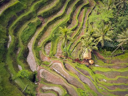 colorful rice fields on the mountain with top viewの写真素材