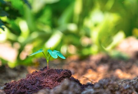 Close up of Young sprout in the garden. The concept of ecology, gardening and Earth Day.の写真素材
