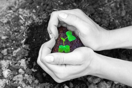 Women's hands hold the soil with a sprout. The shape of a heart. Concept of ecology and earth day. Black and white colors.の写真素材
