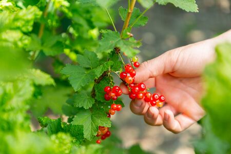 female hand plucks red currant berries from a Bush, close-up.の写真素材