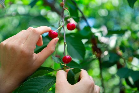 Woman's hand picks from the branches of the cherry berries.の写真素材