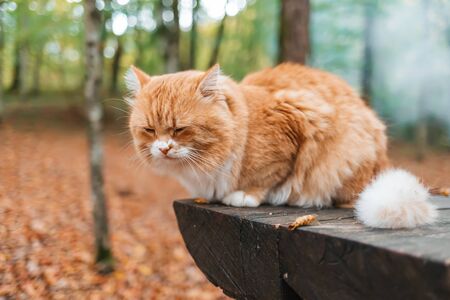A fluffy white-and-red tabby cat lies dozing on a wooden bench in the Park, its muzzle turned away. In the background, fallen leaves, trees and smoke from the bonfire.の写真素材